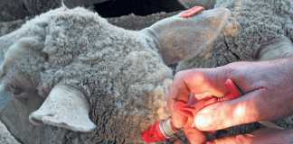 sheep-vaccination enzootic abortion