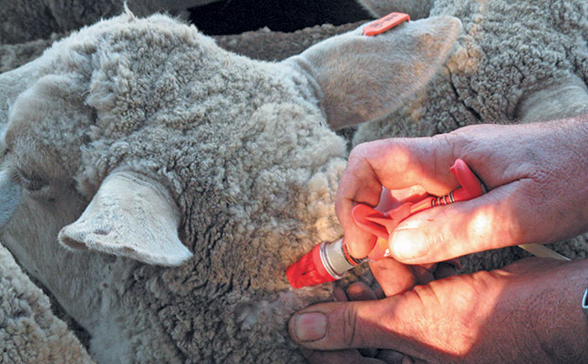 Dealing with enzootic abortion Dealing with enzootic abortion