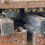 snail-farming-2