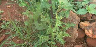 sow-thistle-weed