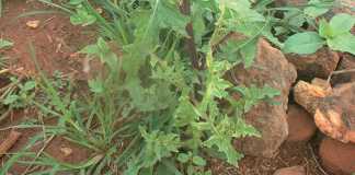 sow-thistle-weed