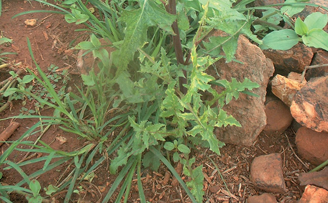 Two weeds that are a major threat Two weeds that are a major threat