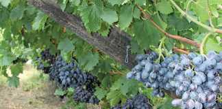 table-grapes