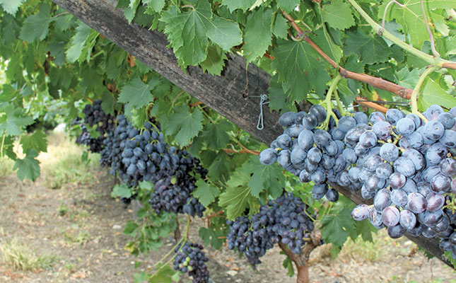 Slight increase in table grape crop expected