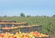 tomato-crop