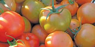 Seychelles bans SA tomato imports due to suspected TLM