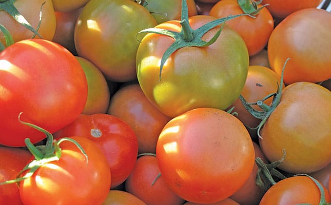 Seychelles bans SA tomato imports due to suspected TLM Seychelles bans SA tomato imports due to suspected TLM