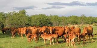 twinning-in-cattle---Mixed-sex-and-same-sex