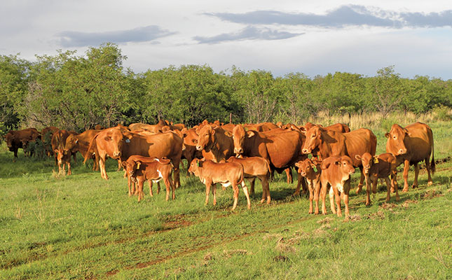 Twinning in cattle: Mixed-sex and same-sex