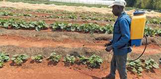 using-a-knapsack-sprayer-on-a-big-farm