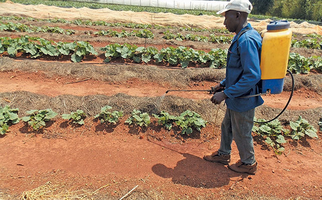 Using a knapsack sprayer on a big farm