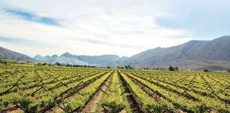 wine-harvest