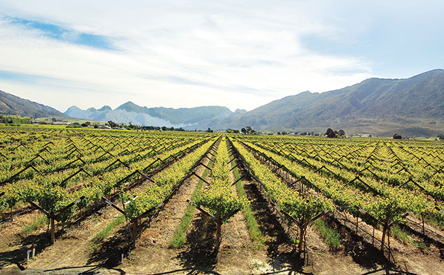 Wine harvest healthy, but rain desperately needed