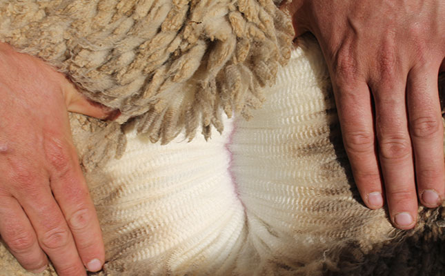 Good prices at opening wool sale