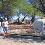 Babette-Stock-and-Andreas-Wiese-Romagnola-cattle-breed-owners