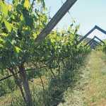 Biological-wine-farmer-achieves-twice-regional-average-yield