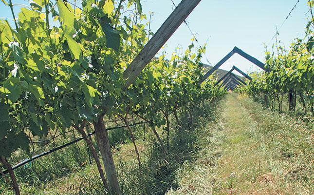 Biological wine farmer achieves twice regional average yield Biological wine farmer achieves twice regional average yield