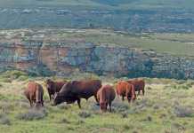 Some of Cornel van Heerden’s Bonsmara cows and a bull in the exceptionally rugged terrain near Lady Grey in the Eastern Cape. The area receives an annual rainfall of about 850mm.