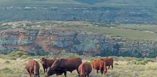 Some of Cornel van Heerden’s Bonsmara cows and a bull in the exceptionally rugged terrain near Lady Grey in the Eastern Cape. The area receives an annual rainfall of about 850mm.