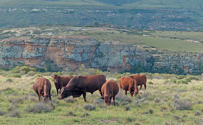 Young farmer cuts costs by focusing on Bonsmaras