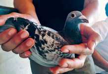 Cape Town pigeon fanciers 1st and 2nd place