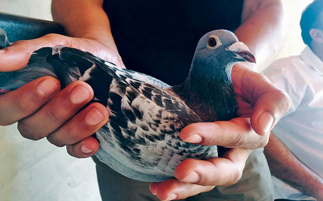 Cape Town pigeon fanciers 1st and 2nd place