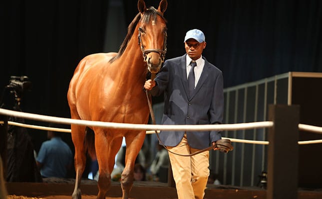 Horse sales off to a good start Horse sales off to a good start