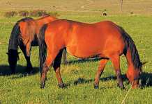 Cinnamon-the-fat-fighter