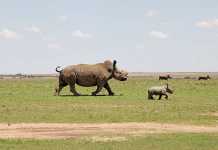 End-cruelty-to-rhinos