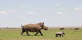 End-cruelty-to-rhinos