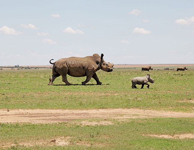 End cruelty to rhinos!