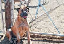 Farm-security-crucial-tips-to-improve-safety