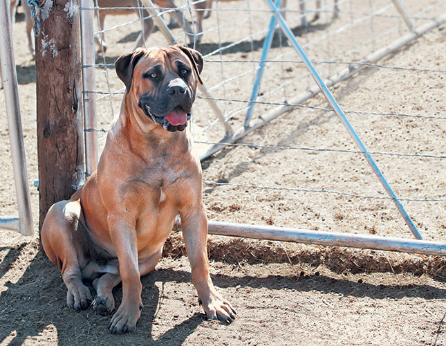 Farm security: crucial tips to improve safety Farm security: crucial tips to improve safety
