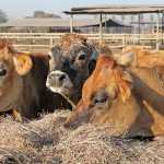 Understanding fodder flow