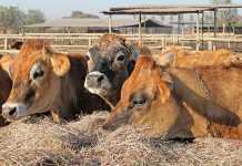 Understanding fodder flow