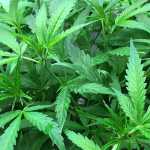 Medicinal cannabis soon to be legalised