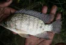 Nile-tilapia-in-venda