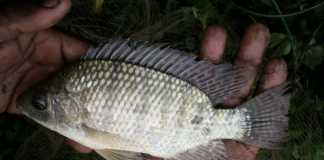 Nile-tilapia-in-venda