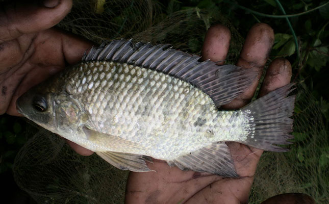 Conserving South Africa’s Blue Kurper populations Conserving South Africa’s Blue Kurper populations