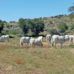 Ongeama-Romagnolas-cattle