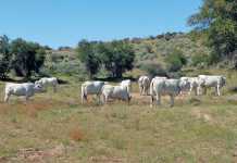 Ongeama-Romagnolas-cattle