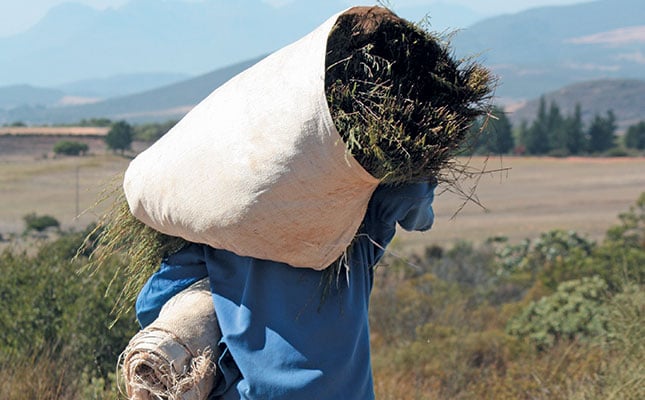 Western Cape: Rooibos Heritage Route Western Cape: Rooibos Heritage Route