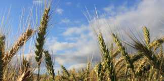 SA’s wheat import duty to be revised down by 25%