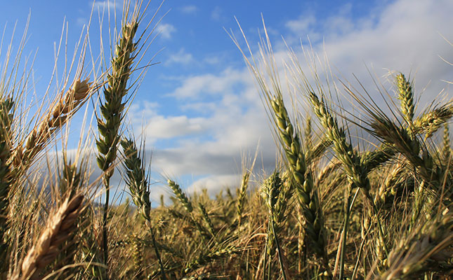 SA’s wheat import duty to be revised down by 25%