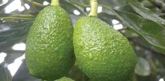 Growing the European market for avocados