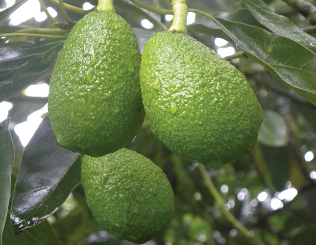 Growing the European market for avocados