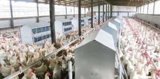 US chicken farmers sue poultry companies for alleged corruption