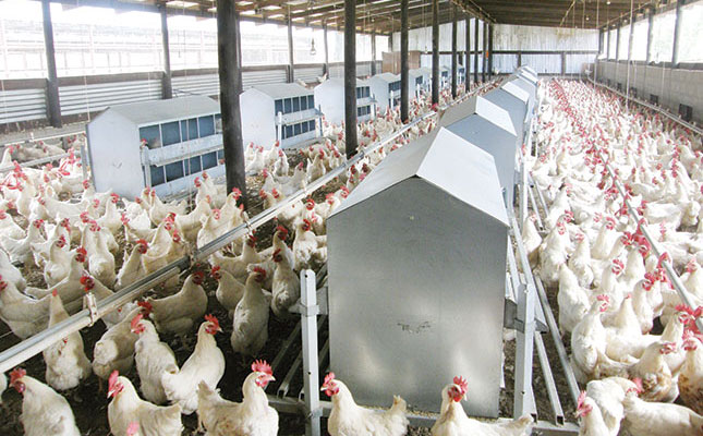 US chicken farmers sue poultry companies for alleged corruption US chicken farmers sue poultry companies for alleged corruption