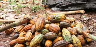 Ghana aims for 1,5 million farm jobs in two years