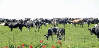 Clover explains reasons behind raw milk supply restructuring